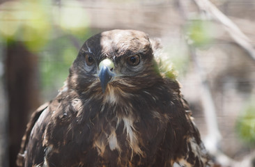 bird of prey in the Zoo