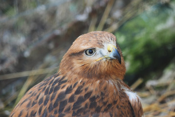 bird of prey in the Zoo