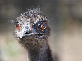 portrait of an ostrich