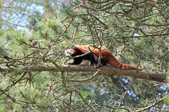 Rode panda, kleine panda of katbeer in boom