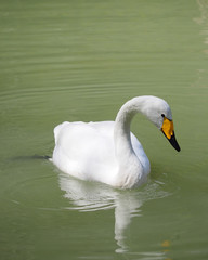 white swan in the water