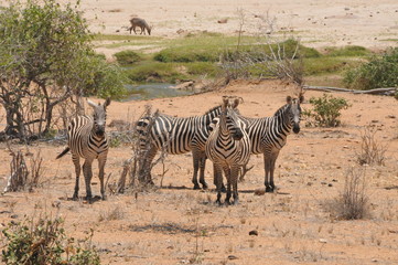 Fototapeta na wymiar Safari Tsavo Est Kenya