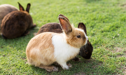 cute rabbits in garden
