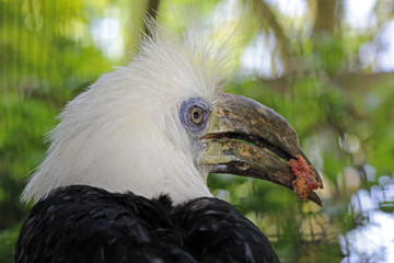 Langkuifneushoornvogel