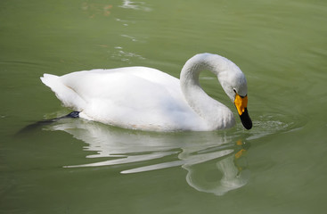 Obraz premium white swan in the water