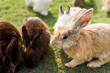 cute rabbits in garden