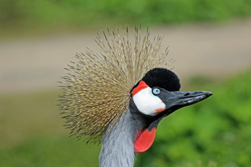 Fototapeta premium Kop van een grijze Kroonkraanvogel