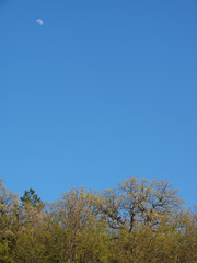 Moon and trees