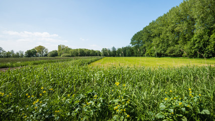 Rural landscape in the spring season