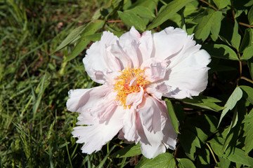 White gentle peony in a garden.