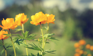 Bright orange flowers on a meadow. Shallow depth of field