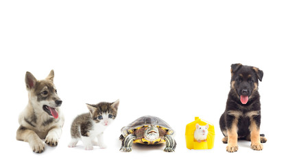 pets on a white background