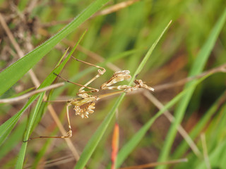 mantis in the grass