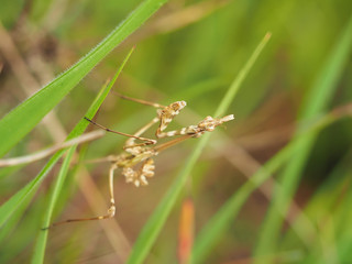 mantis in the grass