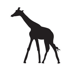black silhouette of giraffe