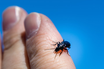 Beetle on finger.