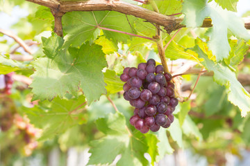 Red Grapes