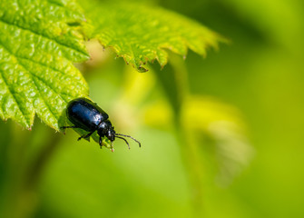 Beetle on the edge of leaf.