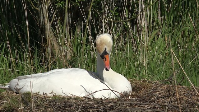 swan on the nesting place on incubate