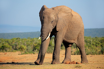 Fototapeta na wymiar Large African elephant bull, Addo Elephant National park
