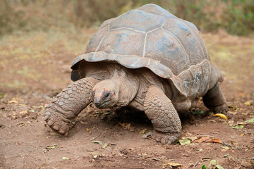 Aldabra giant tortoise on prison island, Zanzibar