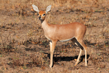Female steenbok antelope (Raphicerus campestris), South Africa