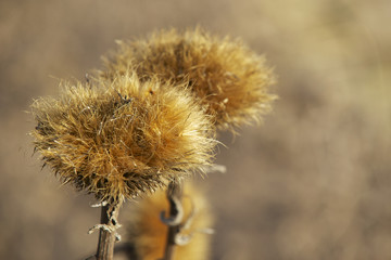 Obraz premium Thistle at the botanical garden, Berlin