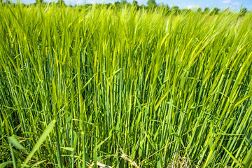 barley, field with growing plants