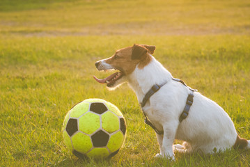 Happy dog with a ball sitting on grass after game