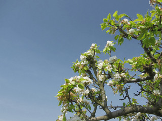 Pear tree branches with blossoms