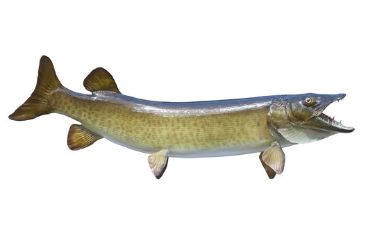 Spotted muskellunge or muskie isolated on white