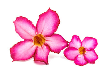 Pink flower isolated on white background.