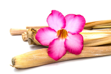 pink flower isolated on white background