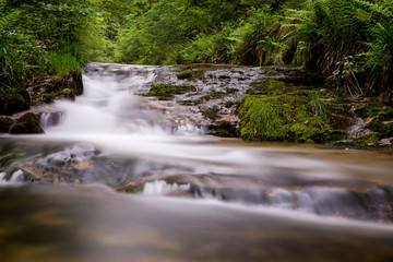 Wasserlauf im Wald