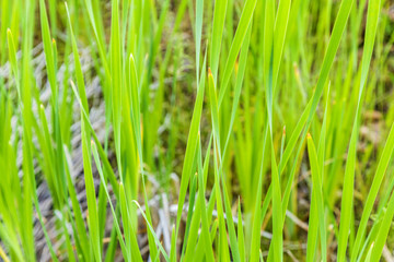 Fresh spring green reed grass