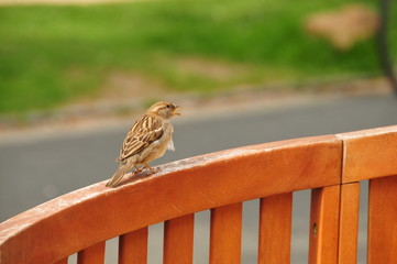 Einsamer Spatz