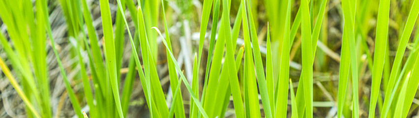 Fresh spring green reed grass