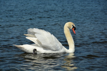White swan swimming on the water