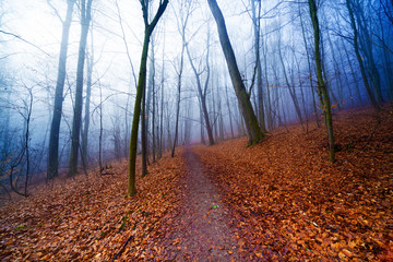 Twilight in autumn forest