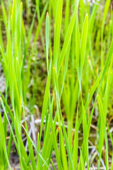 Fresh spring green reed grass