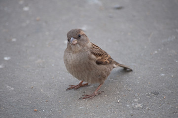 Haussperling Weibchen - Spatz von vorne rechts