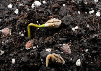 juniper seedlings macro 2