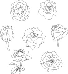 roses contour