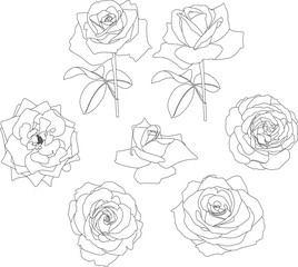 roses contour