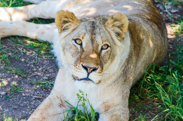 Lioness lying in the shade of a tree and looking straight.