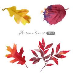 Watercolor vector set of autumn leaves
