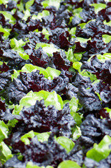 Rows of black and green lettuces