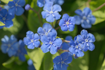 Fototapeta na wymiar small blue spring flowers