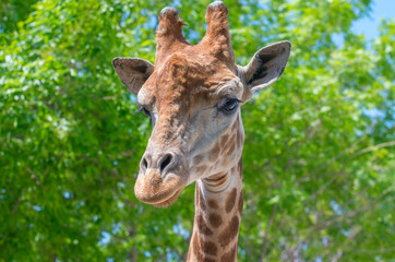 The head of a giraffe against a background of trees