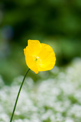 Obraz premium Buttercup 